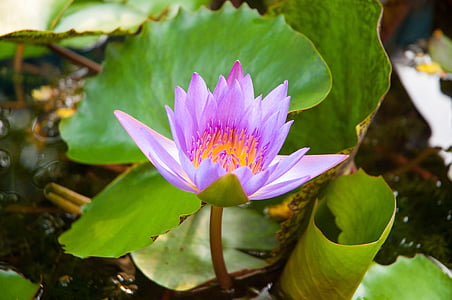 Lotus, loto viola