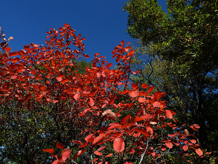 cielo azul, hojas rojas, finales de otoño, xinmu Huang