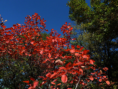 céu azul, folhas vermelhas, tarde de outono, Huang xinmu