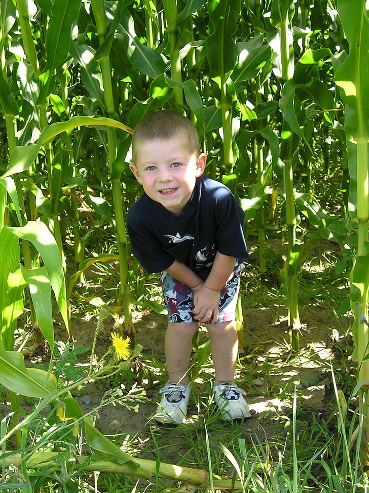 dijete, Kamp, zabava, dječak, sretan, zelena, polje kukuruza