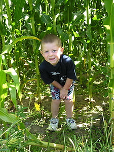 dítě, kempování, zábava, Chlapec, Veselé, zelená, kukuřičné pole