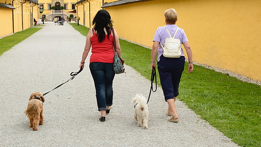 naised, isiklikku, jalutuskäigu, minna walkies, minna, inimese, koer