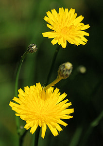 Løvetann, Taraxacum officinale, ville blomster, eng, gul, natur, blomst