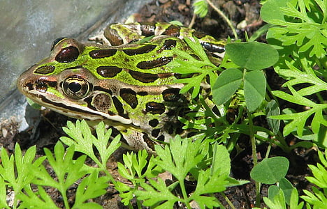nördlichen Leopard Frosch, Lithobates pipiens, Grasfrosch lab, Moneymore, Ontario, Kanada