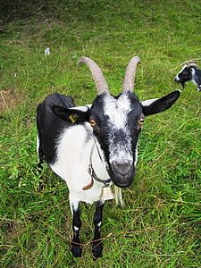 goat, nature, animal, eat grass, horns, livestock, eyes