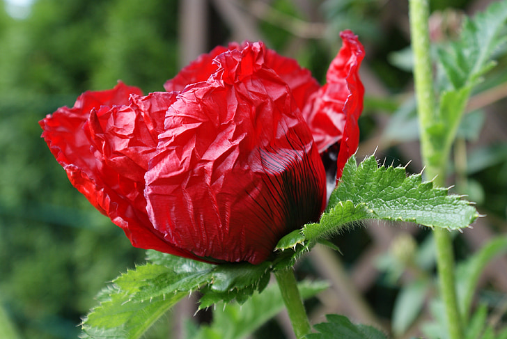klatschmohn, võib, punane