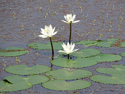liliom, Lilly-tó, fehér, virág, tó, víz, tavirózsák