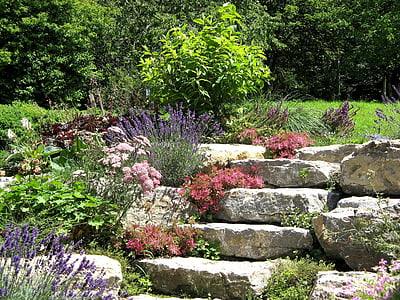 natura, jardí de pedra, planta, costat de pedra, suculentes, sempreviva, flor