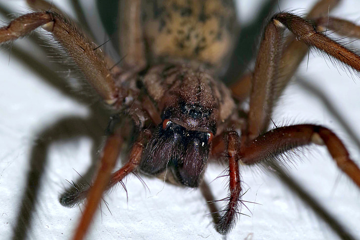 Spider, tegenaria domestica, hrozné, Arachnofóbia, desivé, Pavoukovec, hmyzu