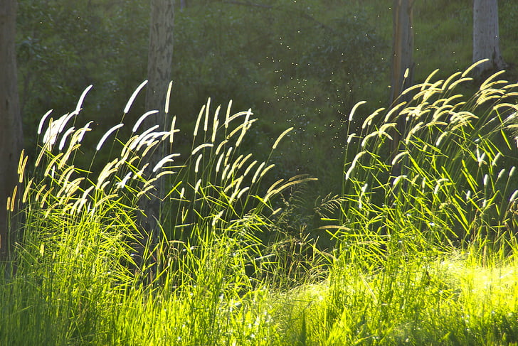 trava, zelena, scena, pašniki, sončne svetlobe, naravne, svetlobe
