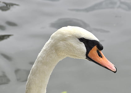 Swan, Príroda, vták, vedúci, rybník, Fauna