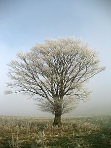 drevo, Frost, haw zmrzali, pozimi, hladno, bela, narave
