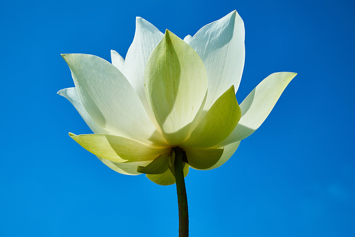 puķe, Lotus, balta, atstāj, augu, daba, makro