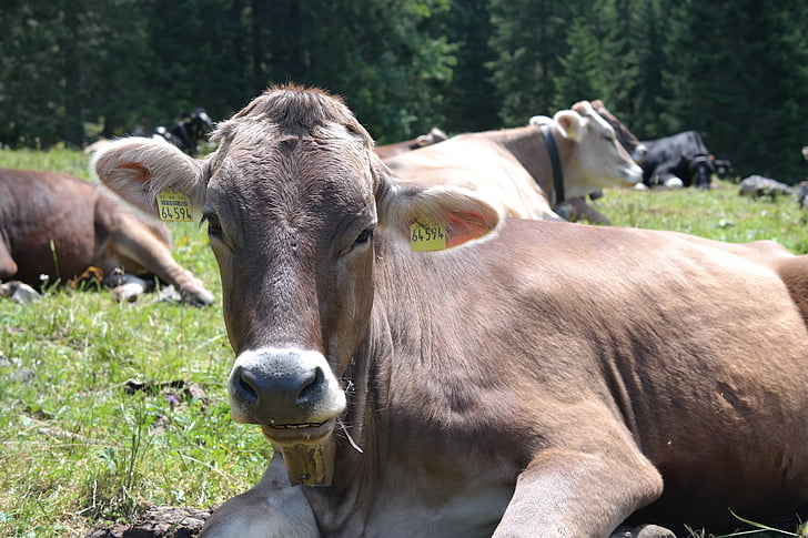 vaca, animal, carne de bovino, Alm, kuhschnauze, temas de animais, um animal
