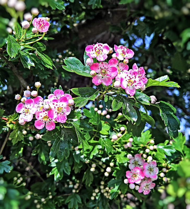 apple blossoms, bush, zieraepfel, pink, white, many buds, about