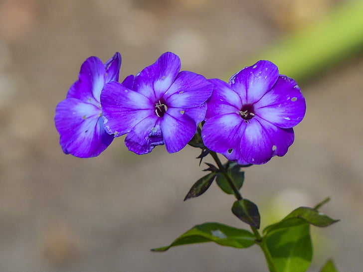 tiny, purple, flowers, garden, gardening, close-up, nature
