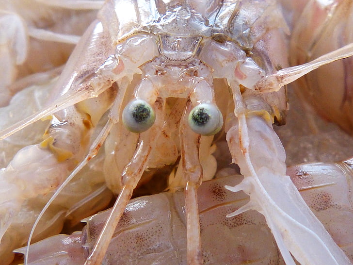 Galera, crustáceo, ojos