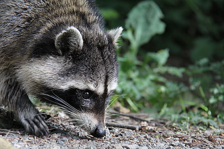 raccoon, nature, ground, animal, bushes, cute, furry
