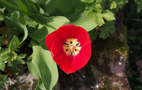 Tulipa, flor, flor, primavera, vermell, brillant, segell
