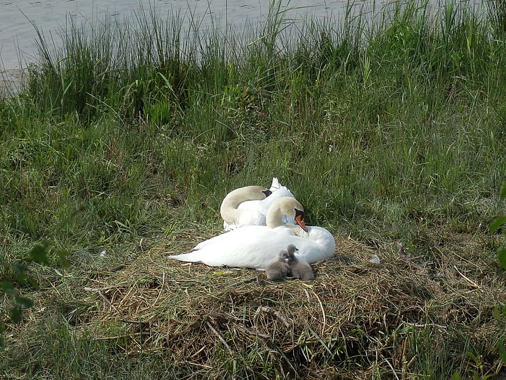 swan, swans, breed, hatching, boy, baby swans