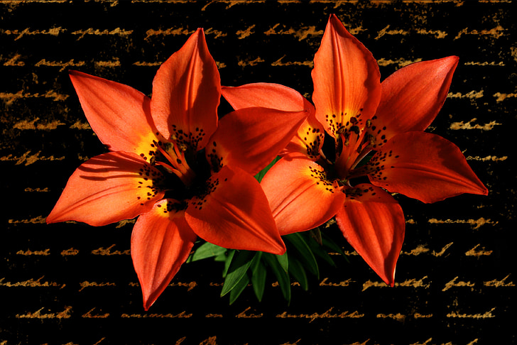 Lily, punainen, kukka, kasvi, Tervehdys, Valentine, suhde