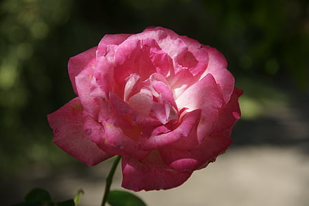 Rosa, natuur, bloem