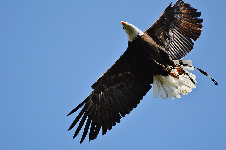 Bald eagles, Wildpark poing, Fly, dravý pták, peří, peří, Adler