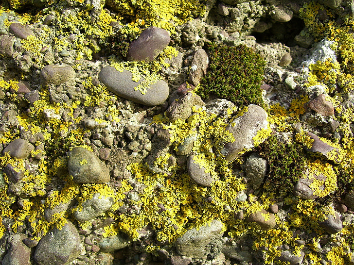 Moss, mossiga, Rock, naturen, grön, naturliga, sten