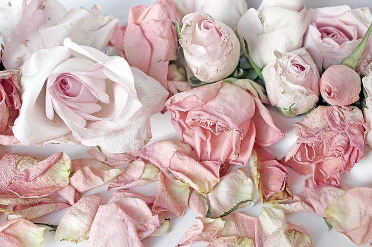 růže, růžová, pozadí, Romantický, bílá, ročník, dekorace