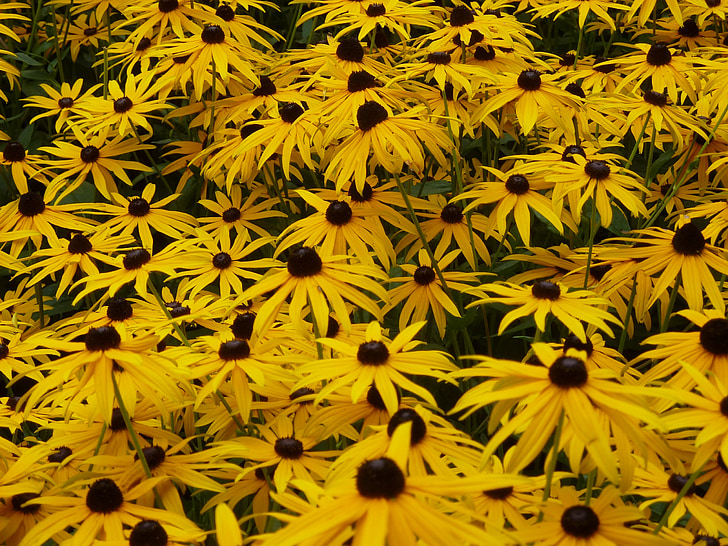 sun hat, yellow, yellow coneflower, flower garden, yellow flowers, close up summer garden, shrub