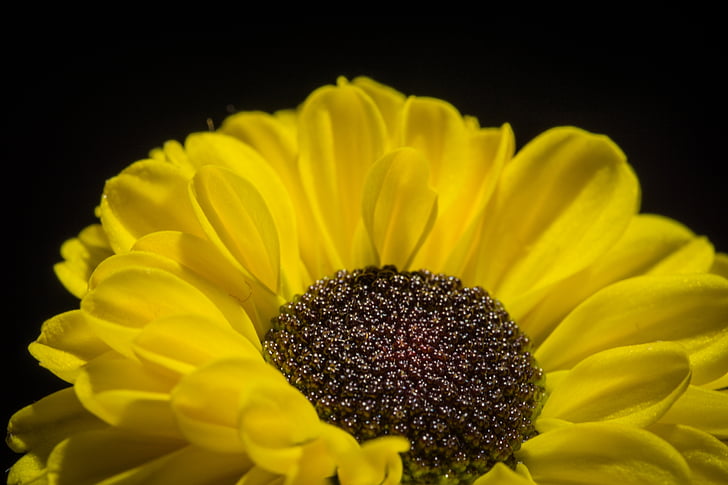 květ, květ, Bloom, Příroda, závod, Zavřít, žlutý květ