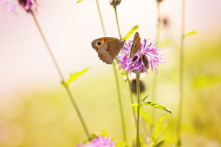 reported, natural lawn, summer, nature, wild life, butterflies, flowers