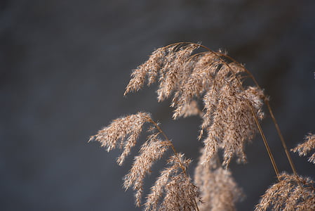 reed, water, nature, landscape, grasses