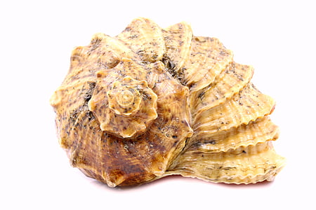 shell, sea, rare, white, shells, background, single