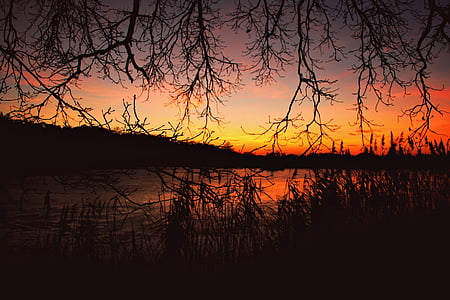 posluminiscencia, puesta de sol, Reed, estanque, invierno, buen tiempo, cielo claro