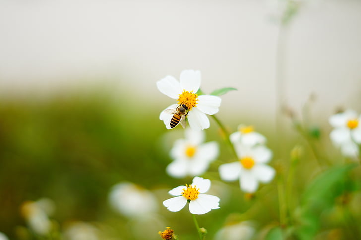 Bee, blomster og planter, økologi