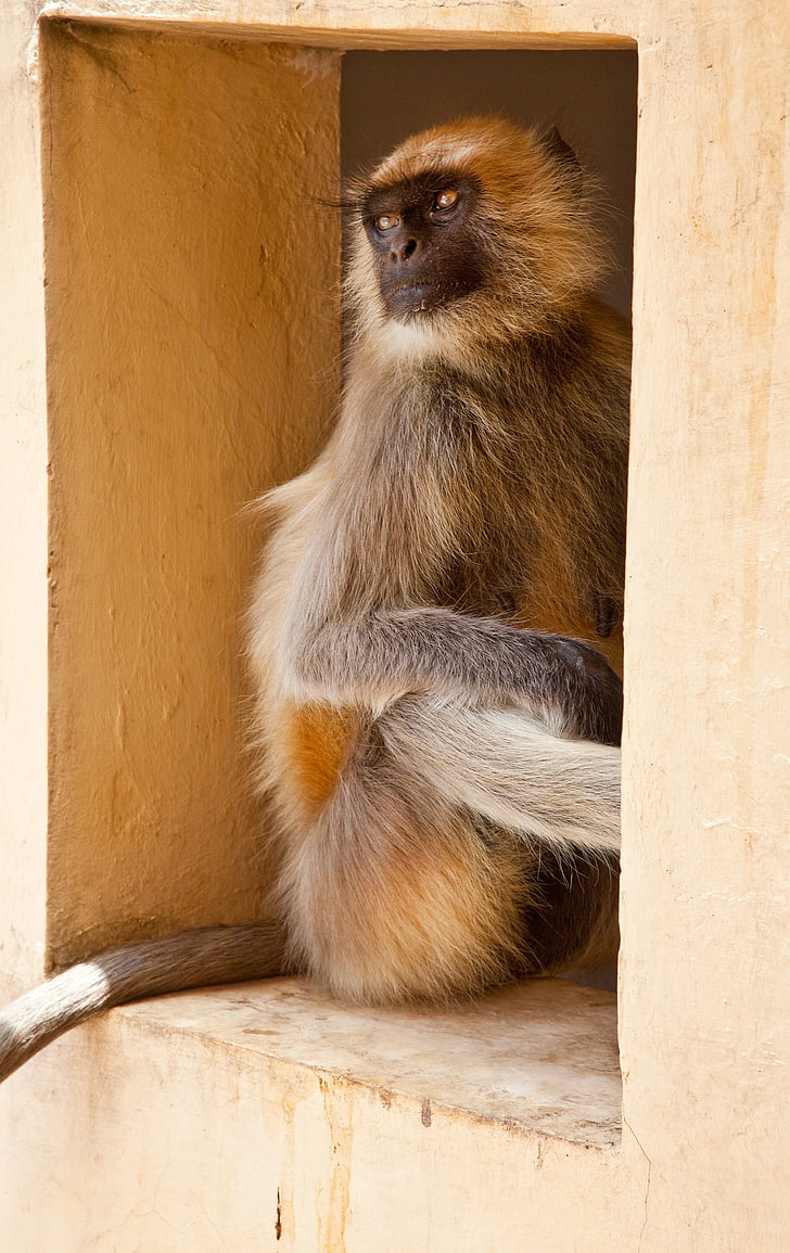 monkey, window, house, wild, animal, mammal, primate
