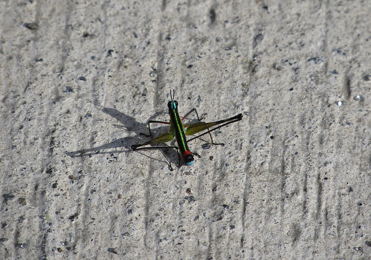cricket, skugga, färger, insekt, marken, grön