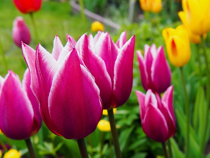 tulpaner, Tulip, blommor, Anläggningen, naturen, skönhet, Cup