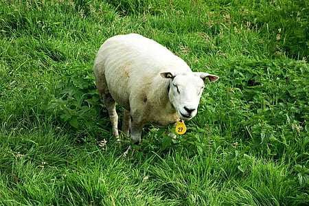 ovce, zviera, cicavec, hospodárskych zvierat, prežúvavcov, EWE, farma