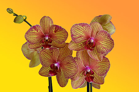orquídia, flors, bella flor, plantes, macro, flor, close-up