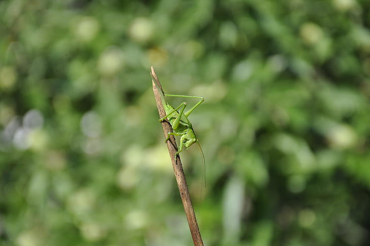 gafanhoto, inseto, verde, viridissima, natureza, animal, Praying mantis