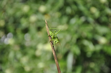 Sprinkhaan, insect, groen, viridissima, natuur, dier, Praying mantis