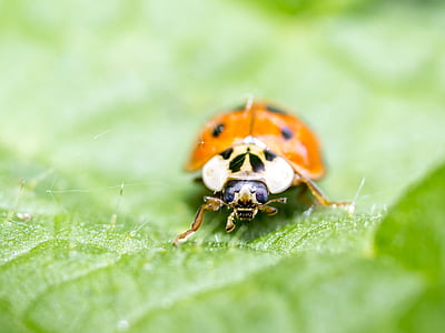 ladybug, beetle, insect, nature, macro, close-up, red