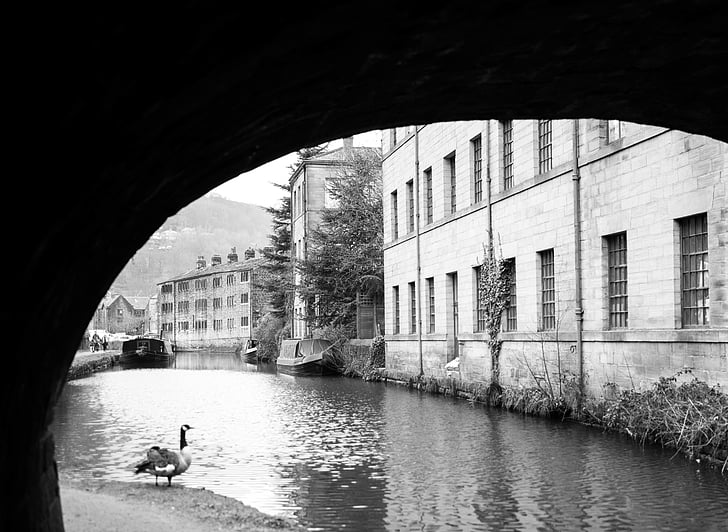 duck, beside, water, river, grayscale, photo, architecture
