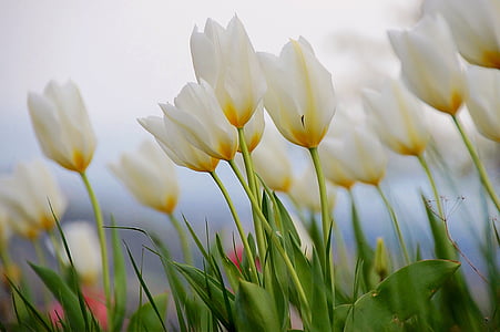 Tulipán, bílá, jaro, květ, Bloom, květ, zahrada