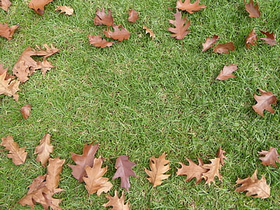 hojas, caída, hierba, otoño, frontera, hoja, hojas de otoño