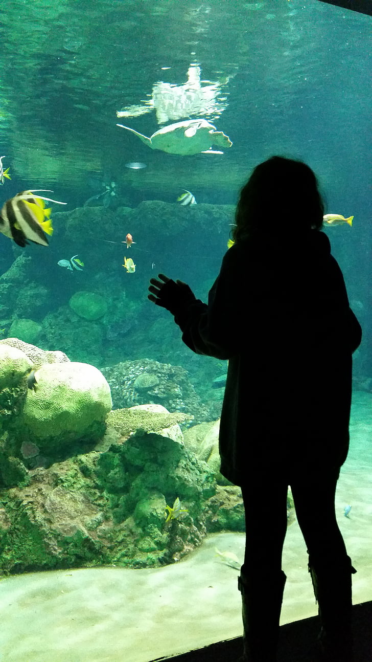 Aquarium, jeune fille, poisson, à la recherche, rêve éveillé, nager, sous l’eau