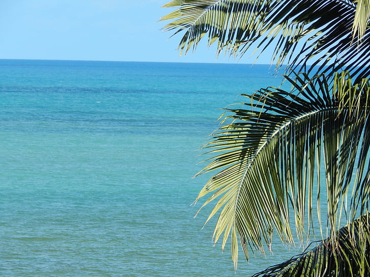 árvore de coco, mar, litoral, Horizon, silhueta, azul, árvores