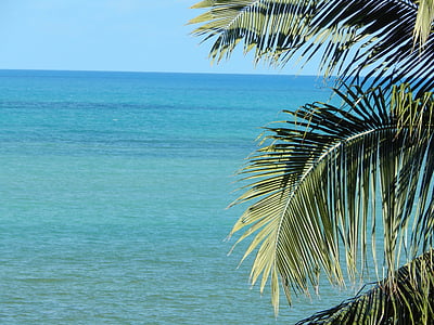 arbre de coco, Mar, litoral, horitzó, silueta, blau, arbres